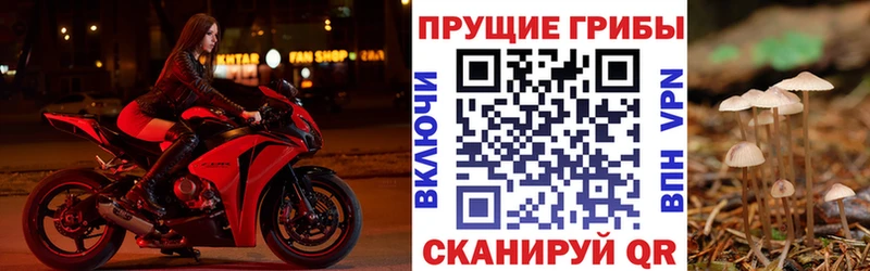 наркота  Старый Оскол  Псилоцибиновые грибы Psilocybe 